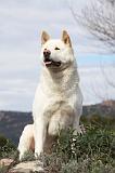 AKITA AMERICAIN 415
